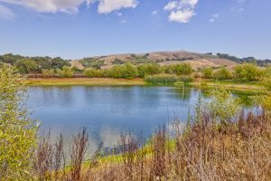 Irrigation Pond Sonoma County