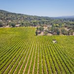Looking south vineyard view Sonoma Valley