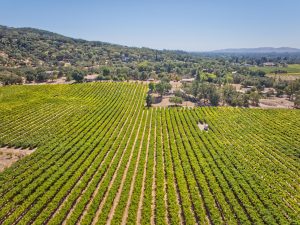 Looking south vineyard view Sonoma Valley