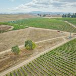Open Field between vineyard blocks Petaluma Gap AVA