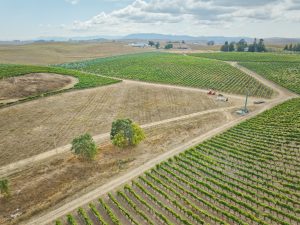 Open Field between vineyard blocks Petaluma Gap AVA
