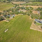 Patchwork of vineyards Sonoma Valley