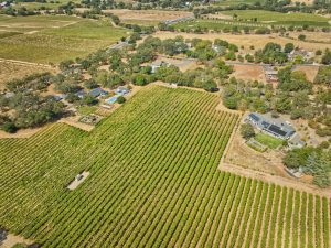 Patchwork of vineyards Sonoma Valley