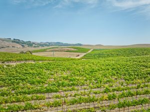 Pinot Noir Chardonnay Vineyard Rows Sonoma Coast AVA