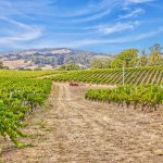Pinot Noir Vineyard Petaluma Gap Sonoma County