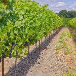 Pinot Noir Vineyard Row Petaluma Gap AVA