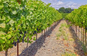 Pinot Noir Vineyard Row Petaluma Gap AVA
