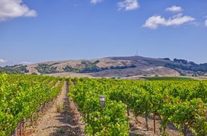 Pinot Noir vineyard row sonoma county