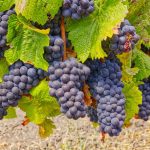 Pinot Noir wine grape clusters Sonoma Coast AVA