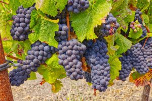 Pinot Noir wine grape clusters Sonoma Coast AVA