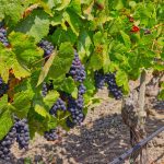 Pinot Noir wine grapes before harvest Sonoma County