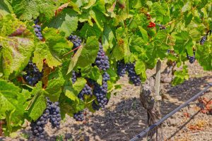 Pinot Noir wine grapes before harvest Sonoma County