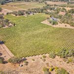 Rassi Vineyard Aerial View