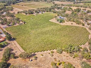 Rassi Vineyard Aerial View