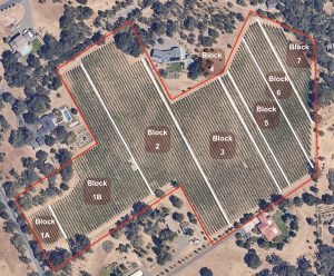 Rassi Vineyard Block Map Sonoma Valley
