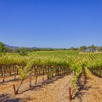 Rassi Vineyard Sonoma