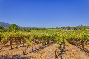 Rassi Vineyard Sonoma