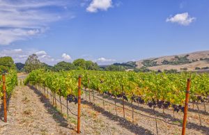 Rolling Hills Pinot Noir Vineyard Grapes Petaluma