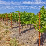 Sonoma County Pinot Noir Vineyard End Posts