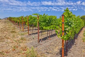 Sonoma County Pinot Noir Vineyard End Posts