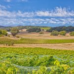 Sonoma County Vineyard Petaluma