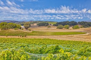 Sonoma County Vineyard Petaluma