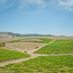 Sonoma Stage Vineyard Blocks Petaluma Gap AVA