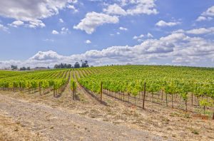 Sonoma Stage Vineyard Petaluma Gap AVA