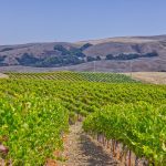 Sonoma Stage Vineyard Sonoma Coast AVA