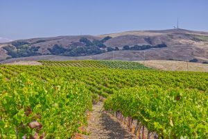 Sonoma Stage Vineyard Sonoma Coast AVA