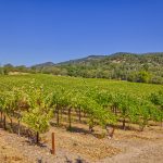 Sonoma Valley Vineyard