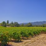 Sonoma Valley vineyard setting