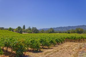 Sonoma Valley vineyard setting