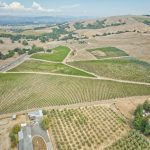 Ultra Premium Pinot Noir Chardonnay Vineyard Petaluma Gap AVA