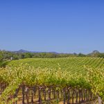 Valley of the Moon Vineyard