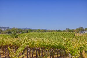 Valley of the Moon Vineyard