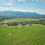 Vineyards In The Sonoma Valley
