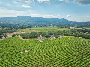 Vineyards In The Sonoma Valley