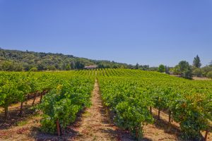 vineyard at harvest time Sonoma County