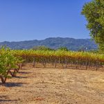 vineyard mountain sky Sonoma