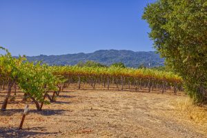 vineyard mountain sky Sonoma