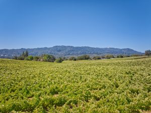 vineyard view sonoma valley