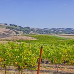 vineyards and hills Petaluma Gap AVA