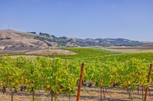 vineyards and hills Petaluma Gap AVA