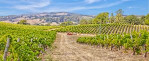 1-Pinot-Noir-Vineyard- Petaluma-Gap-Sonoma-County