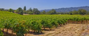 Sonoma-Valley-vineyard-setting
