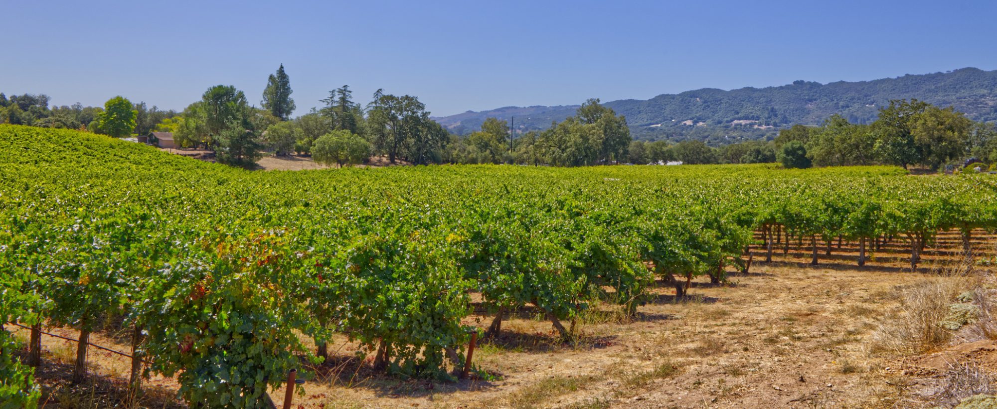 Rassi Vineyard Sonoma