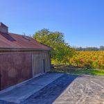 Barn and old vine zinfandel-vineyard Russian River Valley