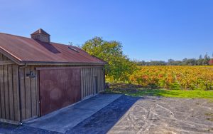 Barn and old vine zinfandel-vineyard Russian River Valley