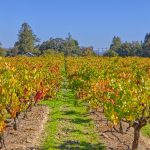 Carlisle Vineyard Fall Color